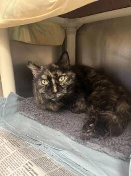 Domestic Long Hair and Domestic Short Hair Cats Available for Adoption in Largo, Florida - Paisley | PetCurious