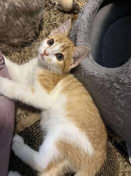 Rescue Domestic Short Hair Cats for Adoption in Shawnee, Oklahoma - Macaroon | PetCurious