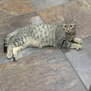 Domestic Short Hair Cats Available for Adoption in Alexandria, Louisiana - Ozzy | PetCurious