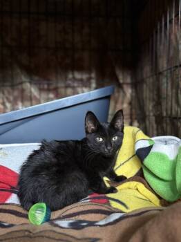 Rescue Domestic Short Hair Cats for Adoption in Oak Park, Michigan - Lil Wayne | PetCurious