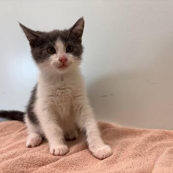 Poker -  Domestic Short Hair Cat for Adoption in Clavet, Saskatchewan - Poker | PetCurious