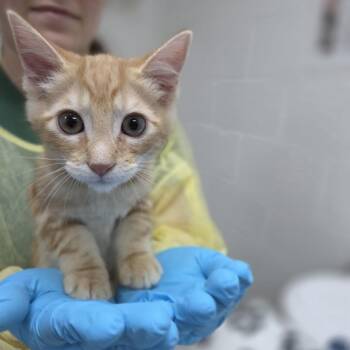 Carrot -  Domestic Short Hair Cat for Adoption in Incline Village, Nevada - Carrot | PetCurious