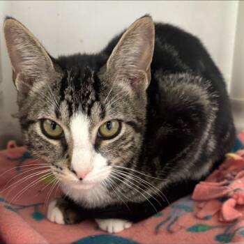 Juno -  Domestic Short Hair Cat for Adoption in Buffalo, New York - Juno | PetCurious