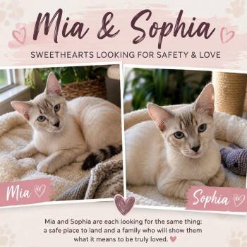Mia & Sophia -  Siamese Cat for Adoption in Gun Barrel City, Texas - Mia & Sophia | PetCurious