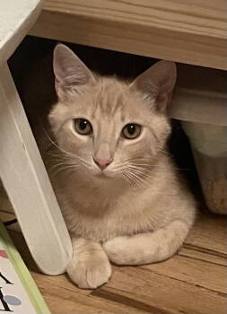 Rescue Domestic Short Hair Cats for Adoption in Laramie, Wyoming - Churro | PetCurious