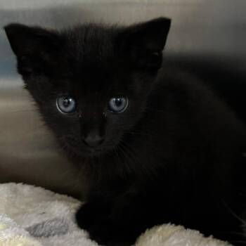 Woody -  Domestic Short Hair Cat Available for Adoption in West Palm Beach, Florida - Woody | PetCurious