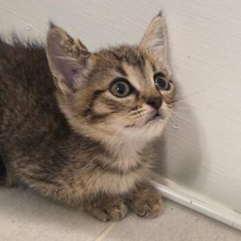 Cavatelli -  Domestic Short Hair Cat for Adoption in Houston, Texas - Cavatelli | PetCurious