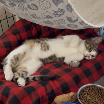 Cooper -  Domestic Short Hair Cat for Adoption in Mt. Juliet, Tennessee - Cooper | PetCurious