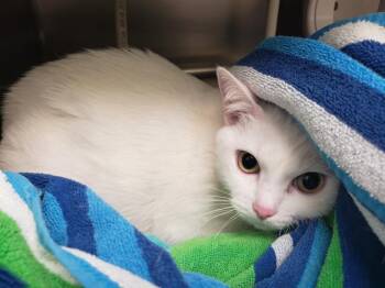 ANGEL -  Domestic Short Hair Cat for Adoption in Omaha, Nebraska - ANGEL | PetCurious