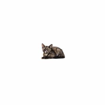Hanna -  Domestic Short Hair Cat for Adoption in Los Angeles, California - Hanna | PetCurious