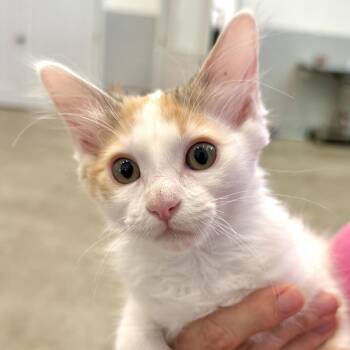 Callie -  Domestic Medium Hair Cat for Adoption in Bradenton, Florida - Callie | PetCurious