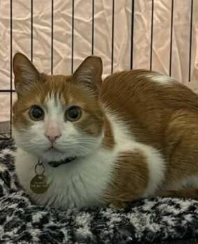 Domestic Short Hair Cats Available for Adoption in Burnaby, British Columbia - Charlie | PetCurious
