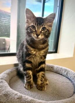 Obie -  Domestic Medium Hair Cat for Adoption in Tucson, Arizona - Obie | PetCurious