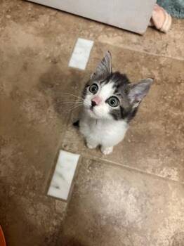 *Toscana -  Domestic Medium Hair Cat for Adoption in Newnan, Georgia - *Toscana | PetCurious