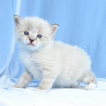 Snowshoe and Domestic Long Hair Cats Available for Adoption in Mobile, Alabama - Simone | PetCurious