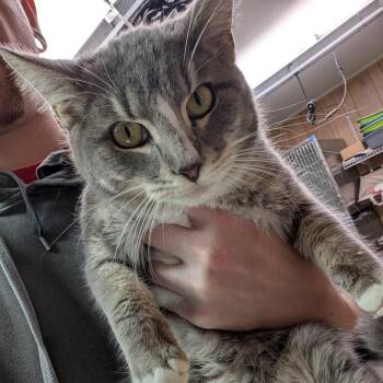 Domestic Short Hair Cats Available for Adoption - Eeyore | PetCurious