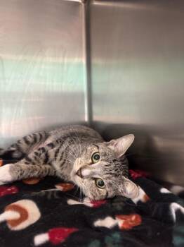 Cleo -  Domestic Short Hair Cat for Adoption in Belton, Texas - Cleo | PetCurious
