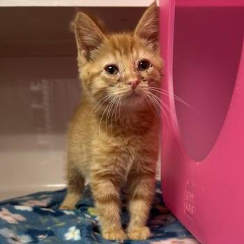 Guppy -  Domestic Short Hair Cat for Adoption in Watertown, New York - Guppy | PetCurious