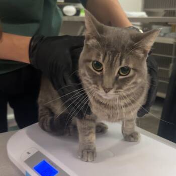 Pebbles -  Domestic Short Hair Cat for Adoption in Manhattan, Kansas - Pebbles | PetCurious