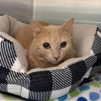 Domestic Short Hair Cats Available for Adoption in Barnstable, Massachusetts - PEACHES | PetCurious