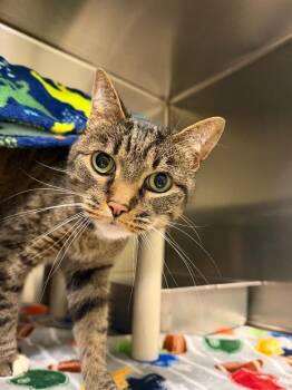 Jenkins -  Domestic Short Hair Cat for Adoption in Amery, Wisconsin - Jenkins | PetCurious