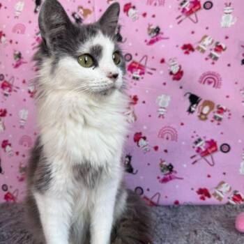 Domestic Medium Hair Cats Available for Adoption in Toms River, New Jersey - Dream | PetCurious