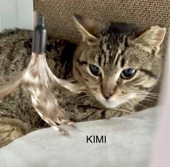 Tabby and Domestic Short Hair Cats Available for Adoption in Vaughan, Ontario - Kimi | PetCurious