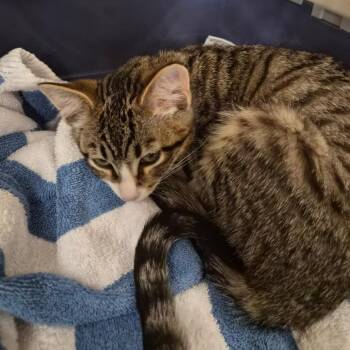 Promise -  Domestic Short Hair Cat for Adoption in Bentonville, Arkansas - Promise | PetCurious