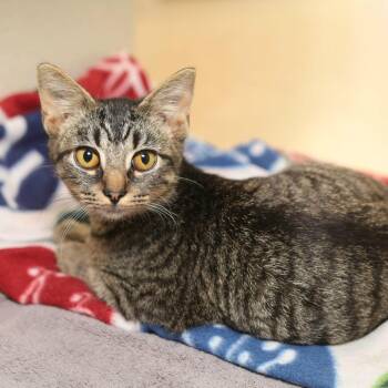 Hunter -  Domestic Short Hair Cat for Adoption in Evansville, Indiana - Hunter | PetCurious