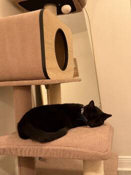 Domestic Short Hair Cats Available for Adoption in Casselberry, Florida - Zoe | PetCurious