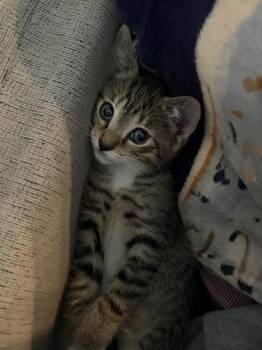 Pancake -  Domestic Short Hair Cat for Adoption in Sunrise, Florida - Pancake | PetCurious