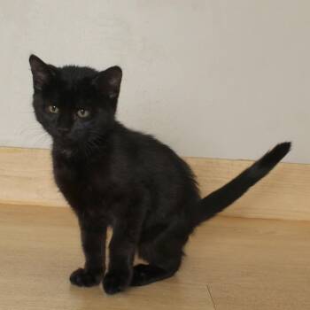 Domestic Short Hair Cats Available for Adoption - Alvin *Tripod* C68187 | PetCurious