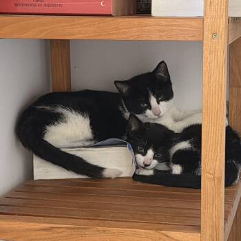 Salt -  Domestic Short Hair Cat for Adoption in Wakefield, Quebec - Salt | PetCurious
