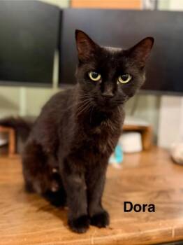 Mama Dora -  Domestic Short Hair Cat for Adoption in Cloquet, Minnesota - Mama Dora | PetCurious