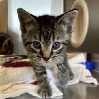 Domestic Short Hair Cats Available for Adoption in Lynchburg, Virginia - Dory | PetCurious