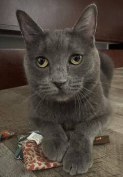 Olive -  Domestic Short Hair Cat Available for Adoption in Seal Beach, California - Olive | PetCurious