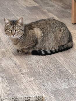 Domestic Short Hair Cats Available for Adoption in Mcminnville, Oregon - Ruby | PetCurious