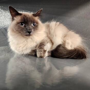 Domestic Long Hair Cats Available for Adoption in Grantsville, Utah - Casper | PetCurious
