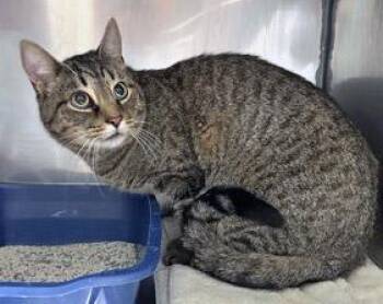 Binx (at Smitten Kitten) -  Domestic Short Hair Cat for Adoption in Fishers, Indiana - Binx (at Smitten Kitten) | PetCurious