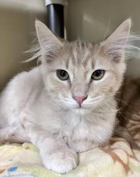 Sylvio -  Domestic Long Hair Cat for Adoption in Arlington, Washington - Sylvio | PetCurious