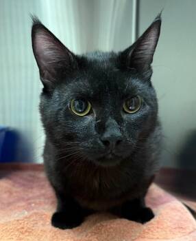 Beau -  Domestic Short Hair Cat for Adoption in Yankton, South Dakota - Beau | PetCurious