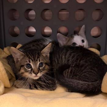 Muenster -  Domestic Medium Hair Cat for Adoption in Keizer, Oregon - Muenster | PetCurious