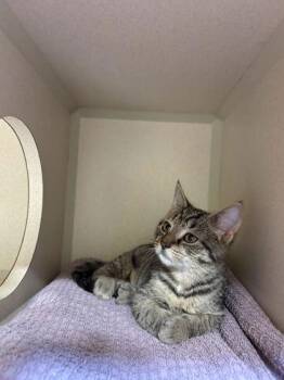 Annie -  Domestic Short Hair Cat for Adoption in New Hope, Pennsylvania - Annie | PetCurious