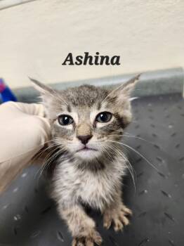 Rescue Domestic Short Hair Cats for Adoption in Ellijay, Georgia - Ashina | PetCurious