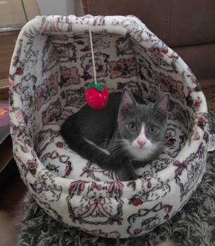 Thor -  Domestic Short Hair Cat for Adoption in Morganton, North Carolina - Thor | PetCurious