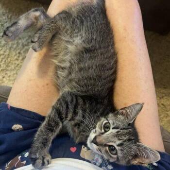 Bo Duke -  Domestic Short Hair Cat for Adoption in Tampa, Florida - Bo Duke | PetCurious