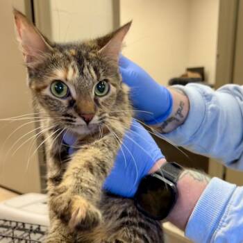 Natasha -  Domestic Short Hair Cat for Adoption in Birmingham, Alabama - Natasha | PetCurious