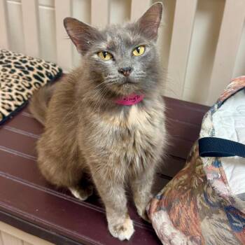 Domestic Medium Hair Cats Available for Adoption in Lakeland, Florida - Ms Floofington | PetCurious
