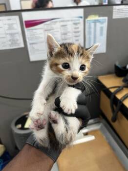 FIG -  Domestic Medium Hair Cat for Adoption in Dallas, Texas - FIG | PetCurious