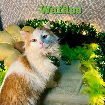 Domestic Long Hair Cats Available for Adoption - Waffles @ Pawz Pet Cafe | PetCurious